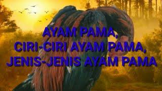 AYAM PAMA, CIRI-CIRI AYAM PAMA, JENIS-JENIS AYAM PAMA