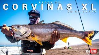 PESCA de CORVINAS XL en la PLAYA - Vlog 21