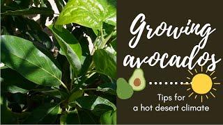 Growing Avocado Trees in a Hot Desert Climate | Update