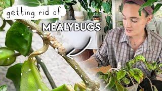 How To Get Mealybugs GONE  Mealy Bug Infestation SOLVED! 🪳