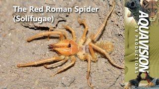 The Red Roman Spider  (Solifugae) #solifugue #stockfootage