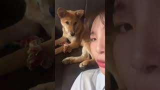 깜자둥절  언니가 친한 척 해요 멍 #강아지 #애견영상 #강아지유튜브