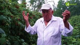 Малина: выращивание и уход. Рекомендации опытного малинника Анатолия Сидоровича