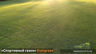 Рулонный «Спортивный газон» Evergreen / Укладка от Экомир