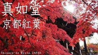 真如堂の紅葉【京都紅葉】