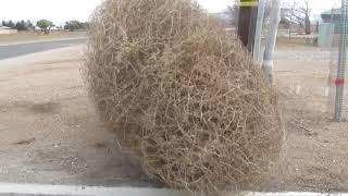 tumbling tumbleweed