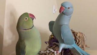 Meet Fabio and Gabriel, the Incredible Talking Parakeets