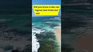 You may know this fact about Crabs...But do you know why?! #WiserEveryDay