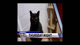 Special report Thursday on Local News 8