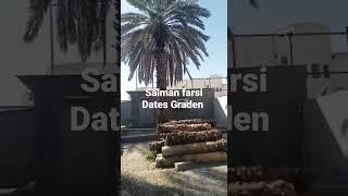 Hazrat salman farsi #dates Garden #Medina #short vedio