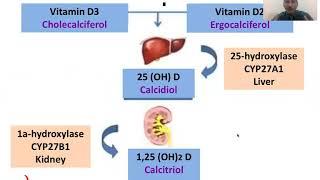 Medical Education | Vitamin D  Synthesis and activation in Hindi | BY Dr. Pankaj Kumar