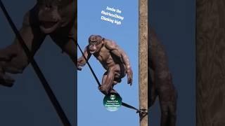 Climbing Jambo the #hairlessChimp #shorts