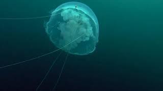 Cnidarians - Moon Jelly Life Cycle