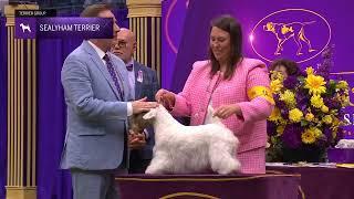 Sealyham Terriers | Breed Judging 2024