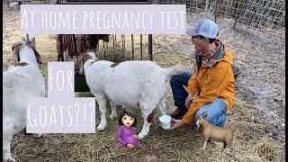 At Home Pregnancy Test for our GOATS!