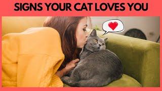 12 Signs your Cat regard you as its mother| Cat Behavior