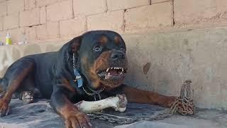 Rottweiler aggressive