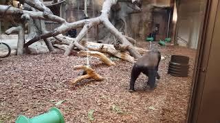 Gorillas family at Omaha zoo a 1.5 yo baby boy -Maria