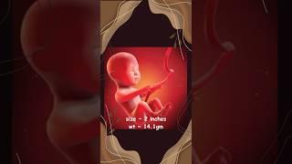 Baby's Journey in the Womb | Fetal development | Weekly growth of a baby | Gestation period.