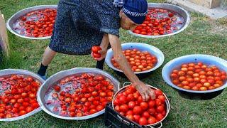 PRESERVE FRESH TOMATOES FOR YEARS | HARVESTING FROM GARDEN AND PRESERVE FOR WINTER