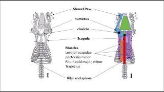 Bio-mimetic digging mechanism for a mole-like robot