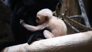 Baby Colobus Monkey