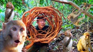 Bất Ngờ Đàn khỉ lao Tới, Chuyến Đi Rừng May Mắn , Gốc xáo Tam phân cổ Thụ Với bộ Rễ khủng- HIEU TV