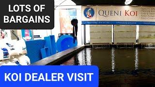 VISIT TO QUENI KOI, AUTUMN BARGAINS (KOI POND)