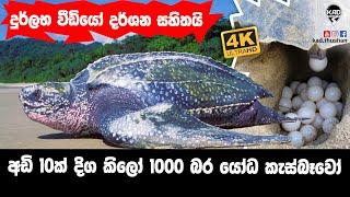 Sea Turtle Conservation |  කොස්ගොඩ වෙරළට බිත්තර දාන්න එන අඩි 10 දිග කිලෝ 1000 බර යෝද කැස්බෑවෝ