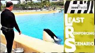 ORCAS in LORO PARQUE: Positive Reinforcement & Incorrect Behavior | zoos.media