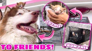 Meet Hercules’ New Friend! | Rescued Kitten From Sewage! | Husky Pack TV