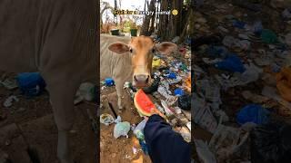 Helping street cows: a small act with big impact 