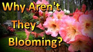 Why aren't My Flowers Blooming?  Gardening Tips and Ideas!