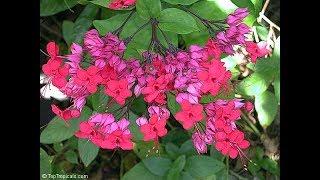 How to grow Clerodendrums