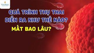 Quá trình thụ thai diễn ra như thế nào và trong bao lâu?