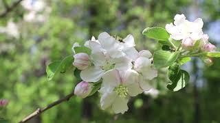 Apple Blossoms!