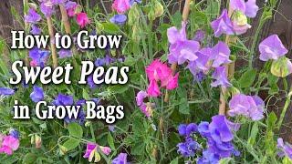 How to Grow Sweet Peas from Seed in Containers | An Easy Planting Guide
