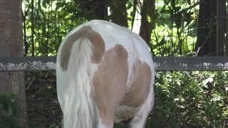 Pony (Hiratsuka City Comprehensive park Fureai Zoo, Kanagawa, Japan) August 26, 2018