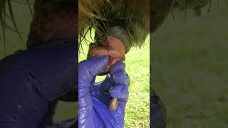 How to remove a horse bean and horse sheath cleaning