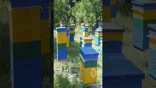 Пчеловедение 2