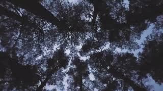 Wind and forest sound ASMR made for my insomniac wife, 1hr #ASMR #Insomniac #whitenoise #forestsound