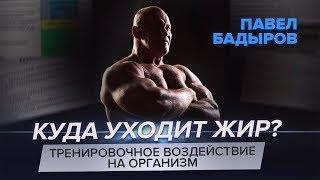 Жиросжигающая тренировка - Павел Бадыров теоретическая часть