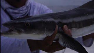 catching fun with big shrimp in tampa bay