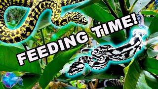 Feeding Australian Pythons! 