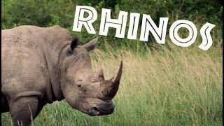 All About Rhinos for Kids: Rhinoceros for Children - FreeSchool