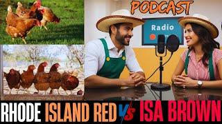 FROM POOR TO RICH isa brown vs rhode island red WHICH BREED LAYS MORE EGGS PODCAST