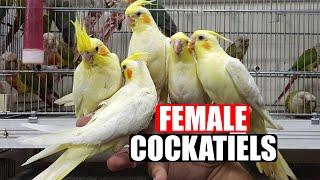 FEMALE COCKATIELS-Female Cockatiel Singing-Female Cockatiel