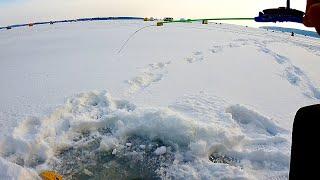 НАШЕЛ ЛУНКУ ГДЕ ОНА КЛЮЁТ !  Плотва КЛЮЁТ в ГЛУХОЗИМЬЕ ! Зимняя рыбалка 2022 !