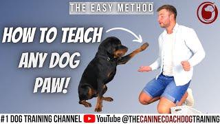 How to train my puppy to give paw!