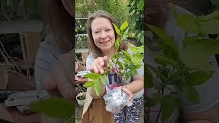 Моя радость приехала!  Посылка с саженцами!